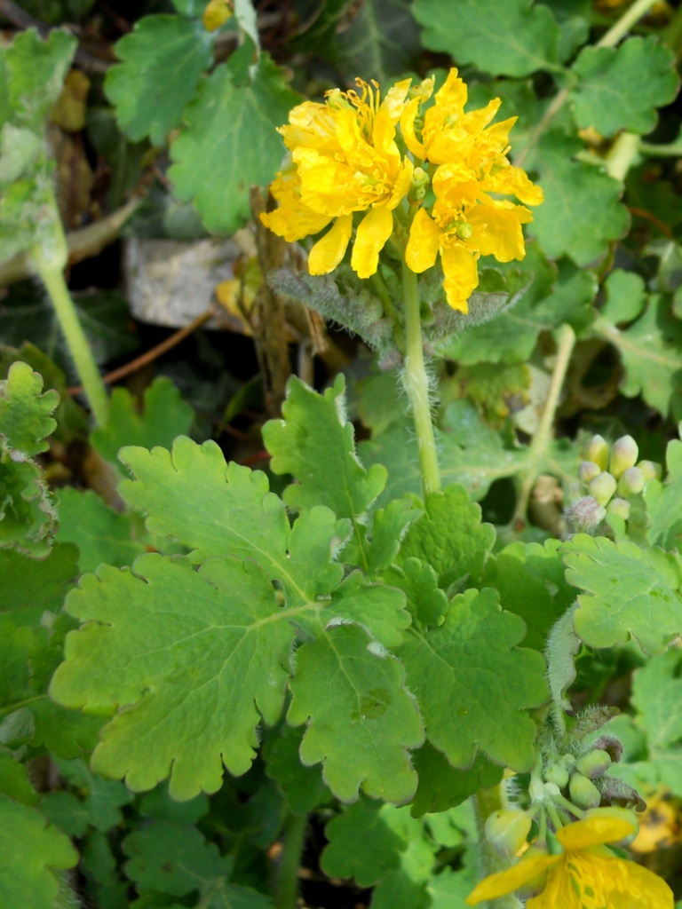 Chelidonium majus